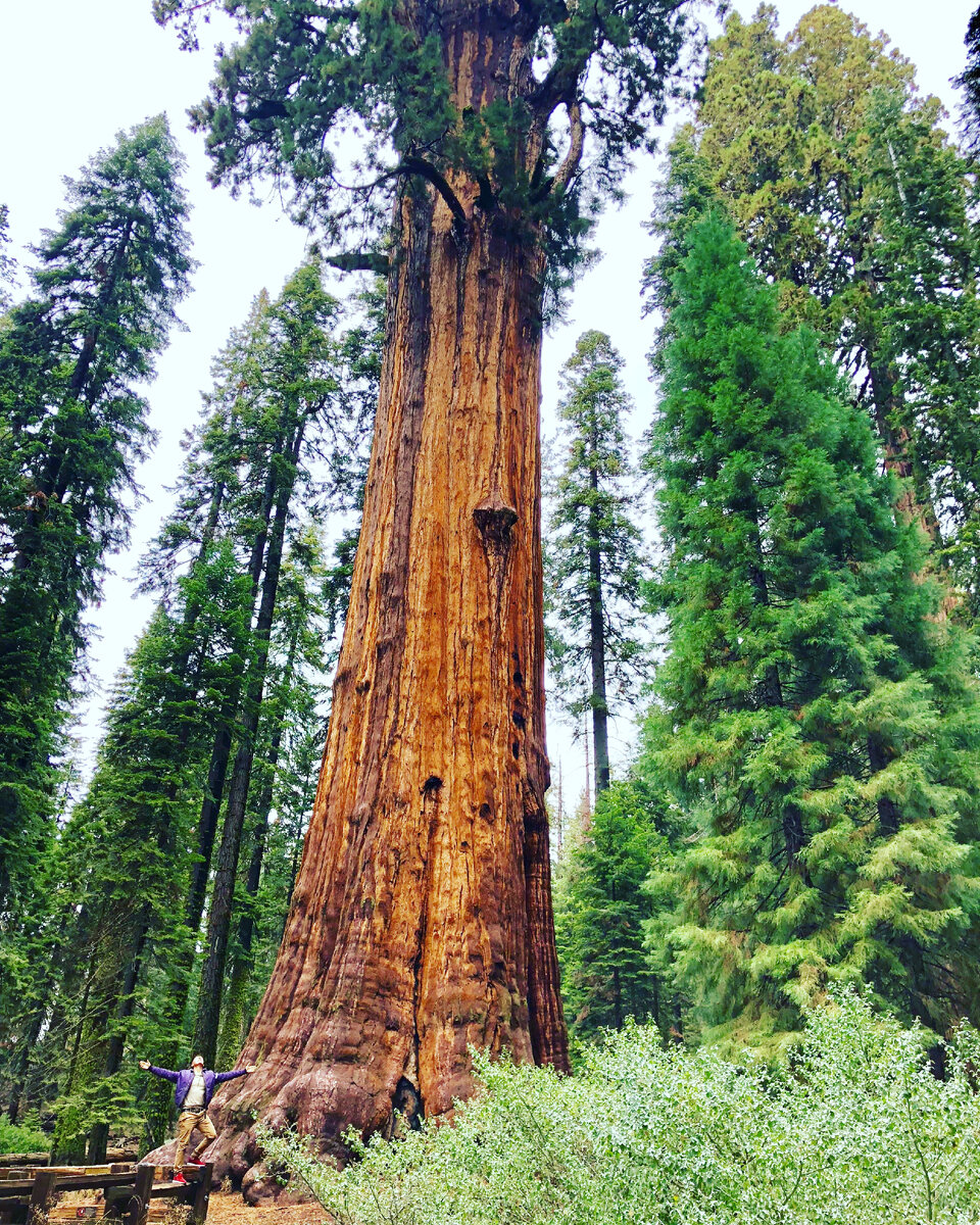 Мое фото (Артур Куштанов), сделанное в Sequoia National park в октябре 2018 года 