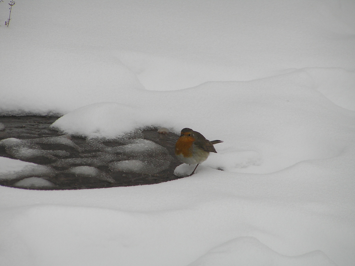 Зарянка около люка на теплотрассе, после снегопада.