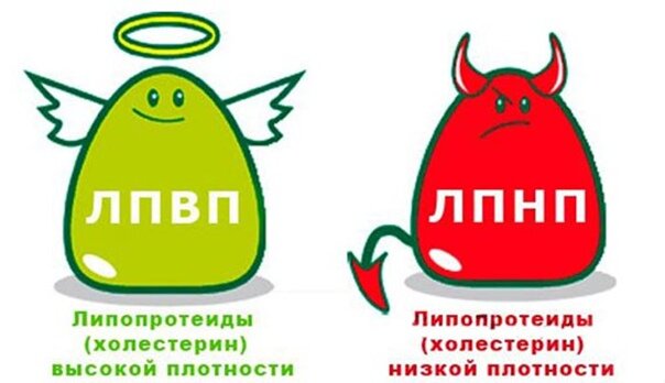 Холестерин: хороший VS плохой