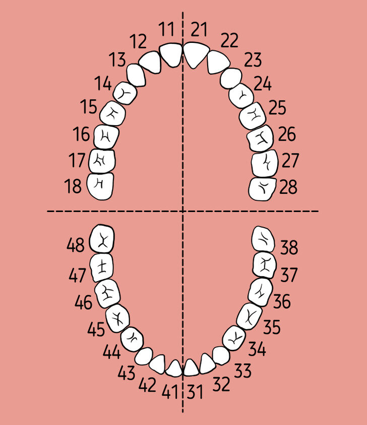 Зубы взрослого человека схема