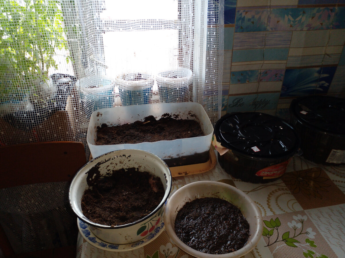 арбузы, перцы, капуста.