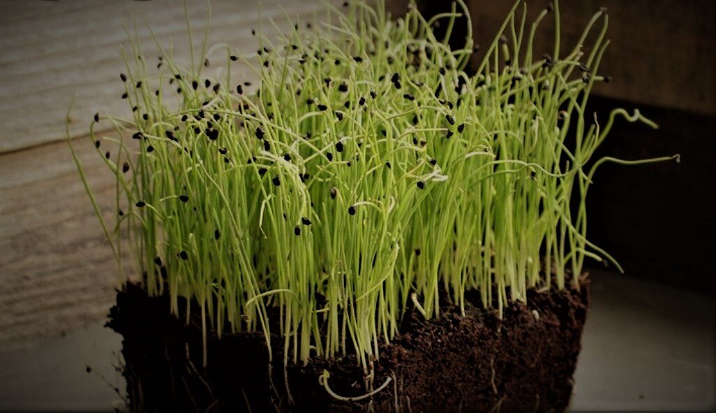 Такую рассаду можно высаживать уже в грунт