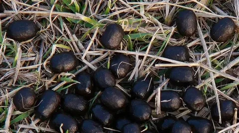 Крайне симпатичные отходы жизнедеятельности)