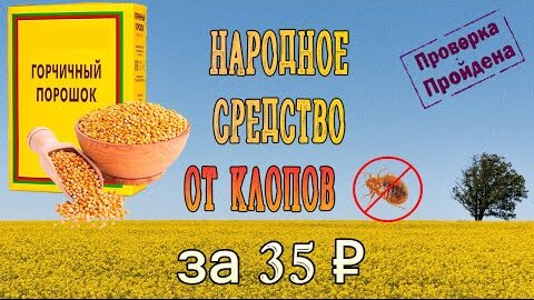 Горчица от клопов - самое дешевое народное средство