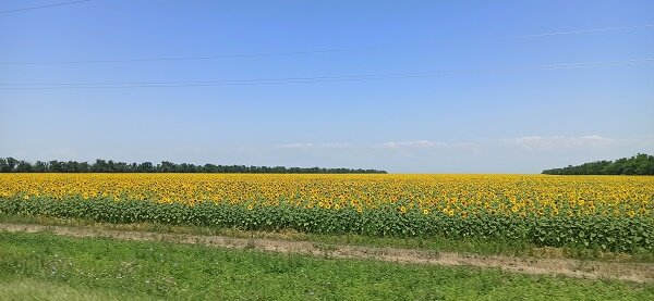 Подсолнухи