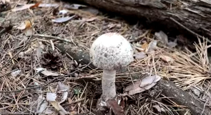 Мухомор вонючий