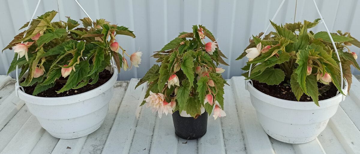 Бегония Beleconia Cream в кашпо 0,5л и 2,5л