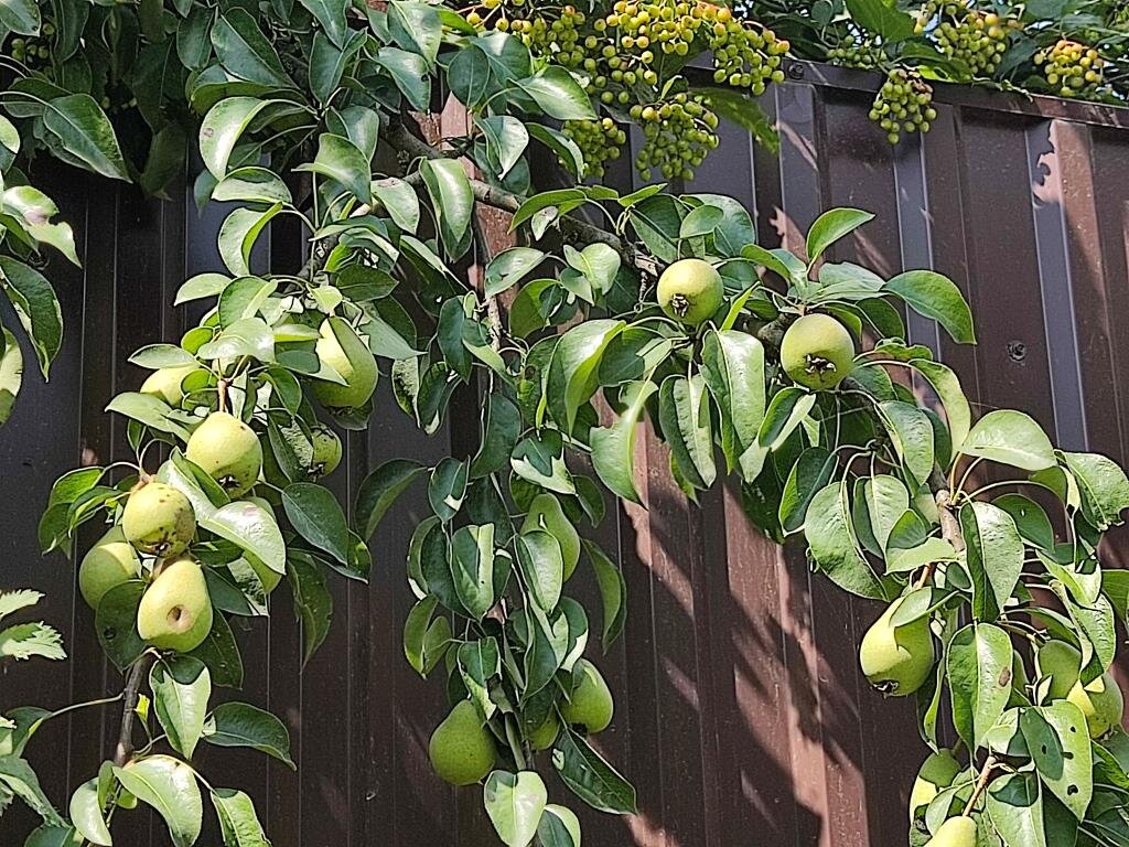 Груши свисают и манят воров.
