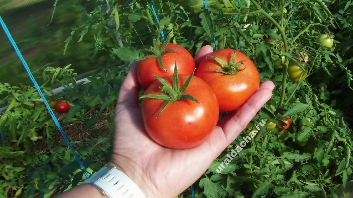 В августе, когда  во многих регионах уже ночами появляются похолодания и на растениях можно обнаружить фитофтороз и другие болезни, огородники спешат снять плоды томатов, даже в зелёном состоянии.-4
