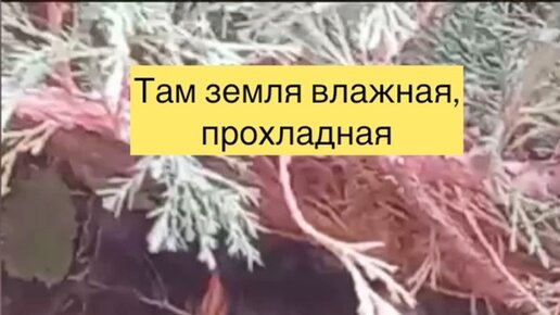 КотоПёсиЯ | Бедная Дашка от жары в земле прячется ?? | Дзен