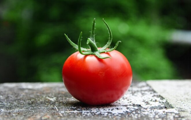 Быстрее не поспеет томат - напротив, это снизит скорость созревания, навредит кустам. И - мы можем не досчитаться августовских и сентябрьских помидорок.-2