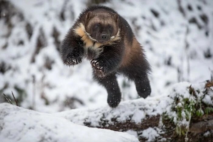 Яндекс. Картинки