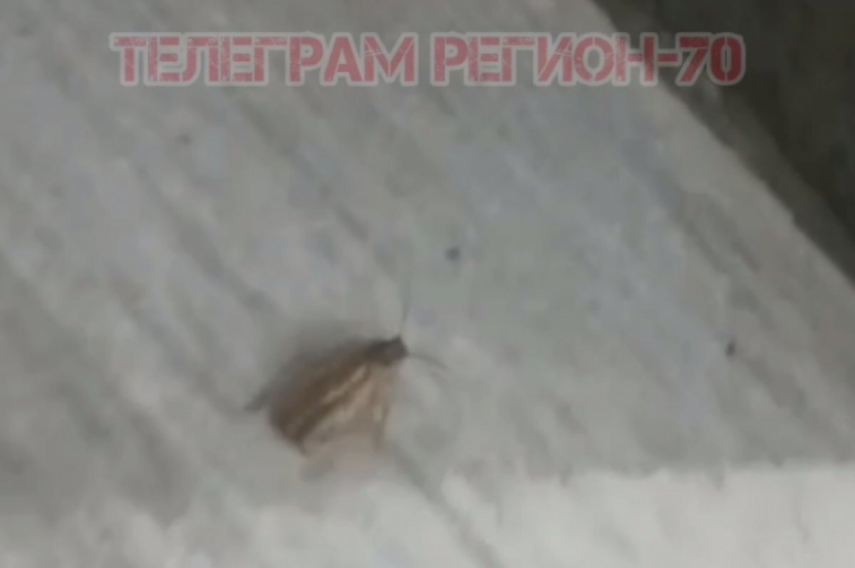    В популярной сети быстрого питания в Томске нашли таракана