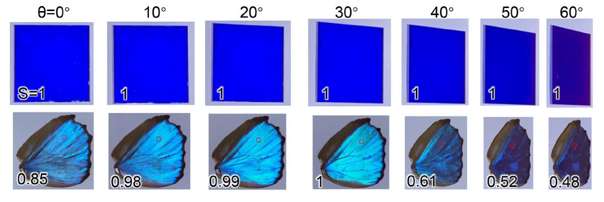     Цвет образца и крыла бабочки M. menelaus под разными углами обзора Wanlin Wang et al. / Optica, 2023