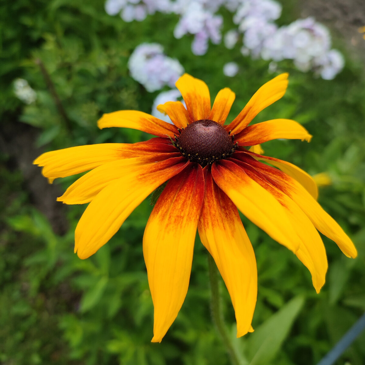 Рудбекия Rudbeckia Flamenco Yellow