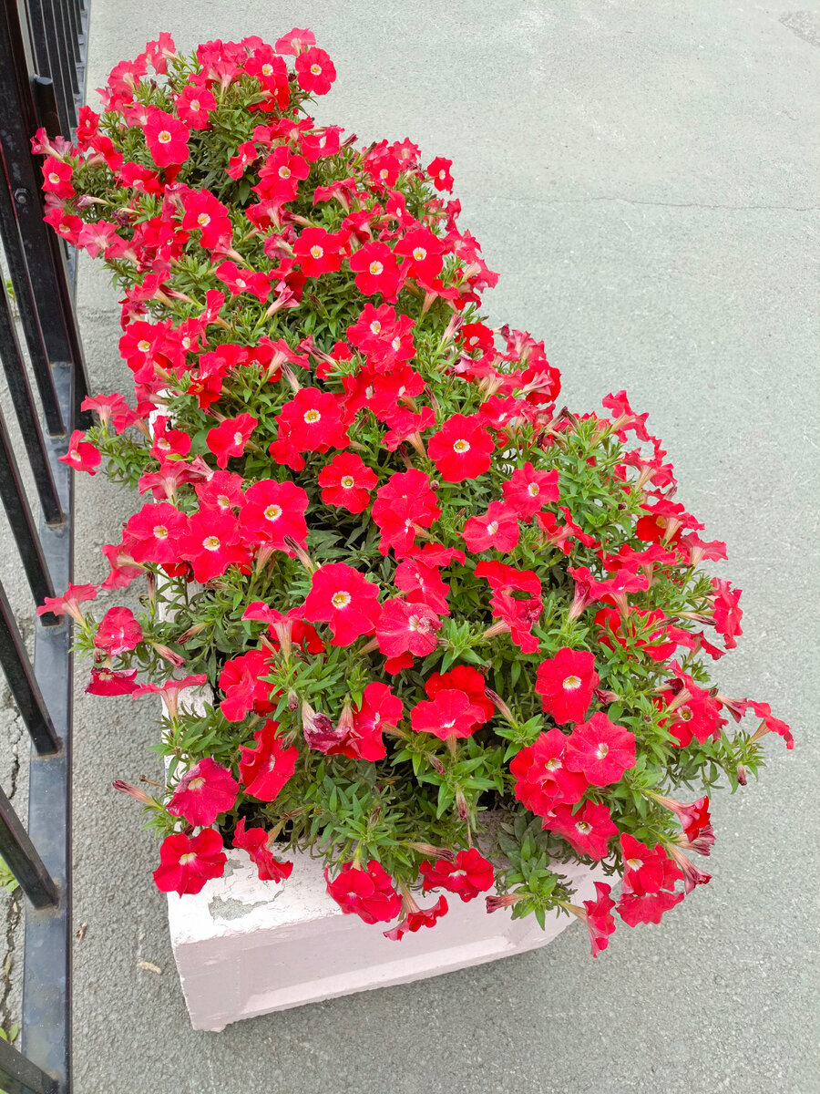 Петуния в августе