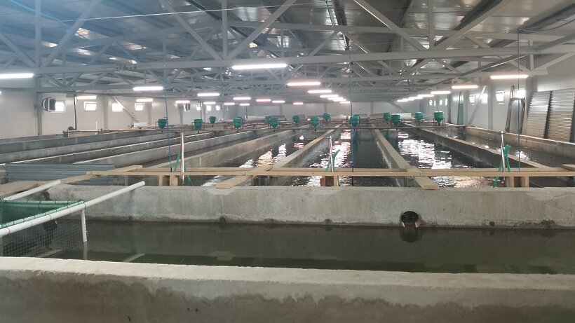    Рыбное хозяйства "Акваферма" в Наро-Фоминске ©Анастасия Сивякова РИАМО