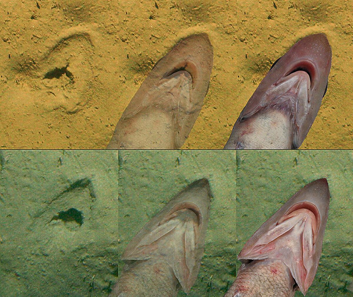   Darren W. Stevens et al. / Deep-Sea Research Part I, 2023