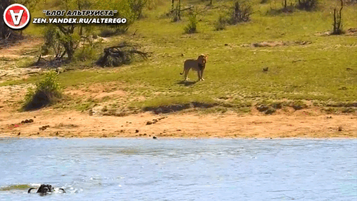 Крокодилы тоже любят буйволов.