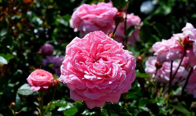 Особенности и характеристика сорта розы Мелоди Парфюм