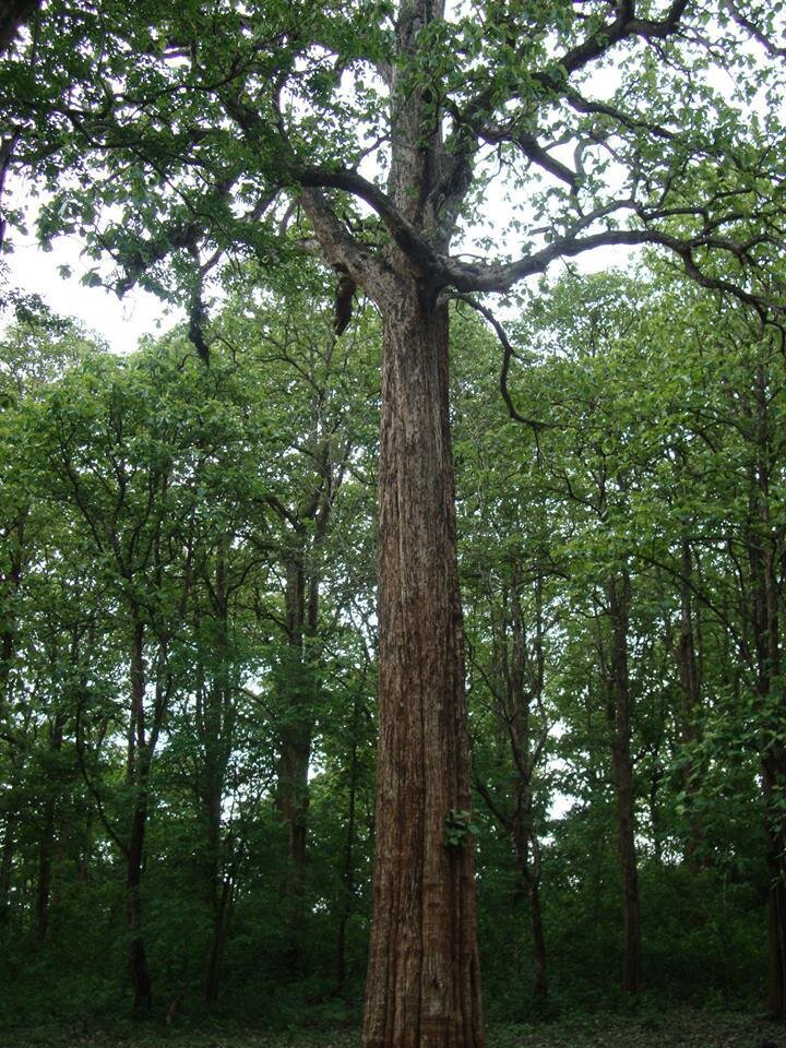 Тиковое дерево: описание растения, фото, характеристики, где и как растет