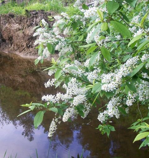 Картинки черемуха с ручейком