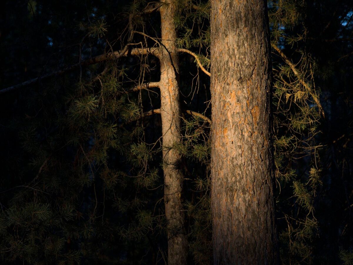 фото из Сети