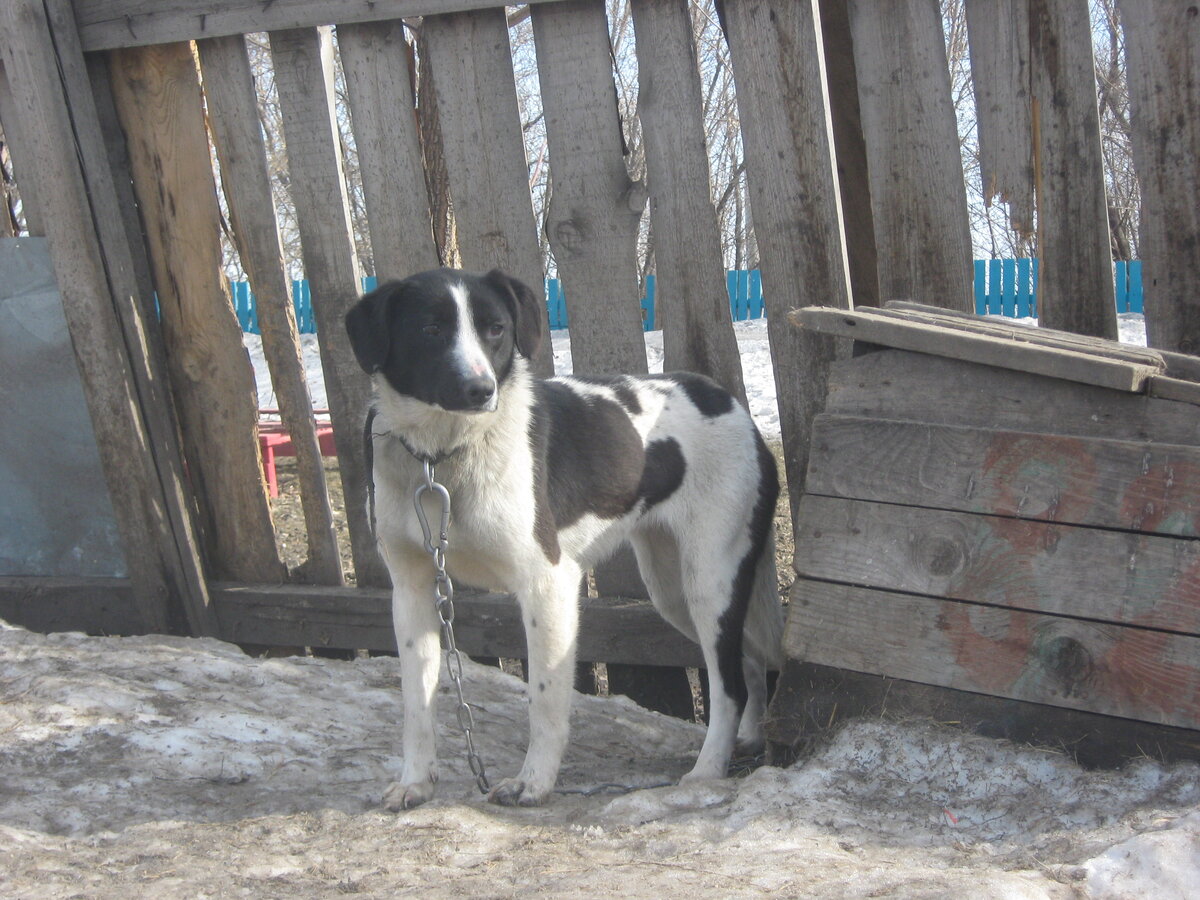 Та самая Калина.