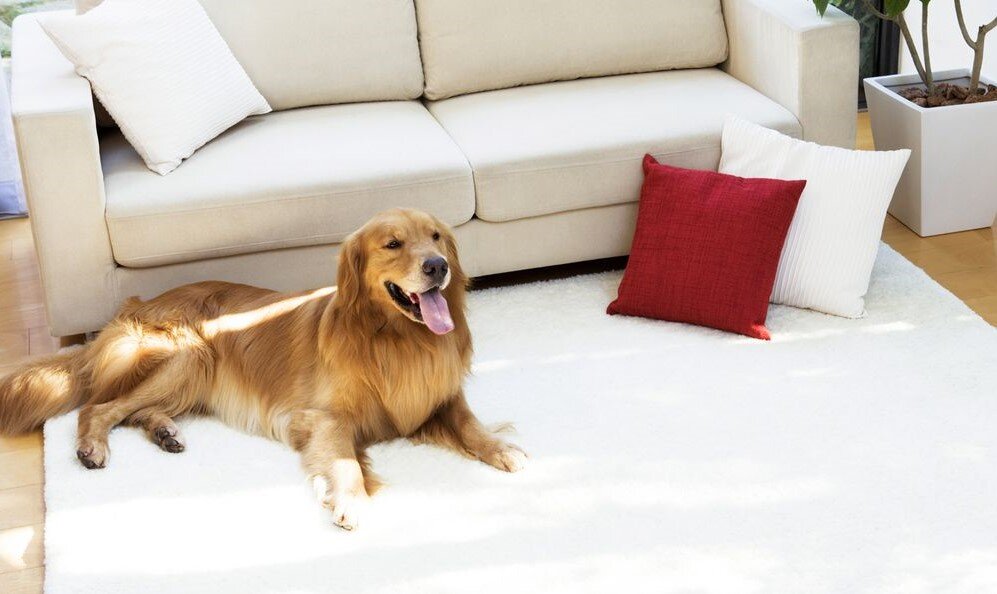 Голодный диван. Диван для собаки. Животные на ковре. Домашние животные на диване. Собака лежит на диване.