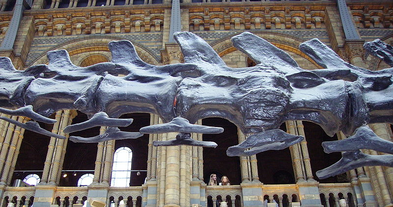 Некультурно заглядывать под хвосты, но вот мы это всё равно сделали (by Ballista)