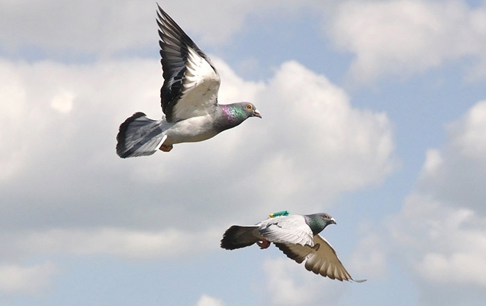 Ты захочешь стать голубем)