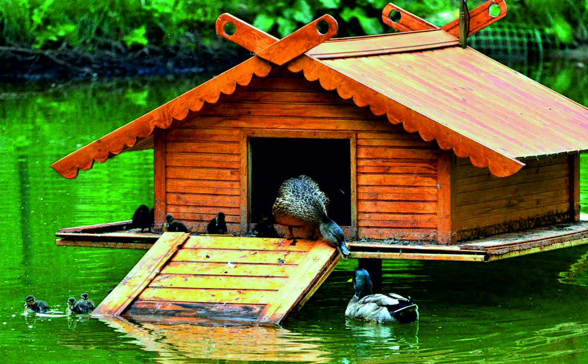 Для комфортного проживания уток, на водоемах размещают домики. 