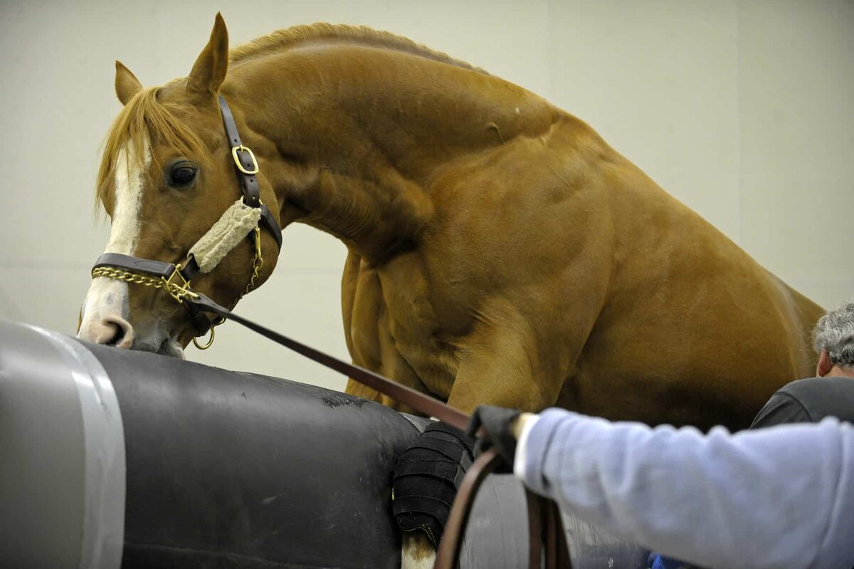 Один из способов добычи семени. Фото с открытого доступа.