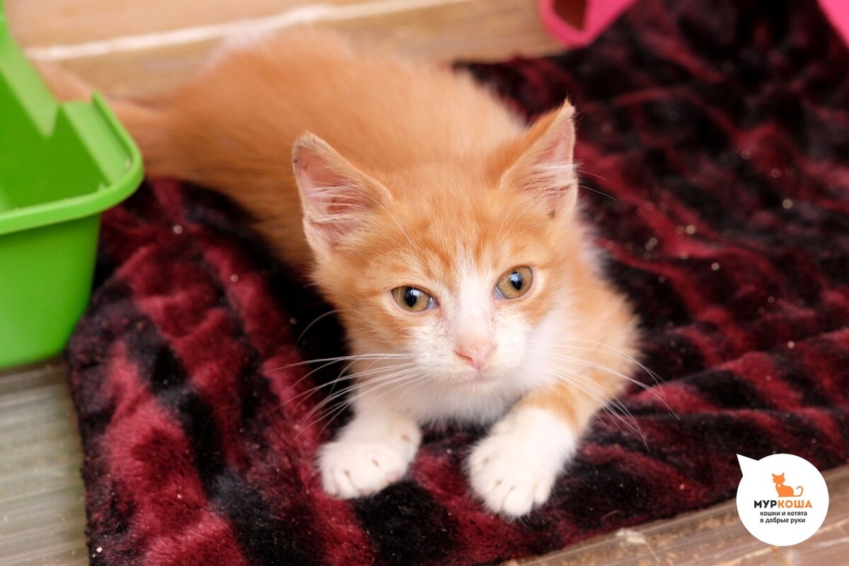 котенок Джукс, возраст – 2 месяца