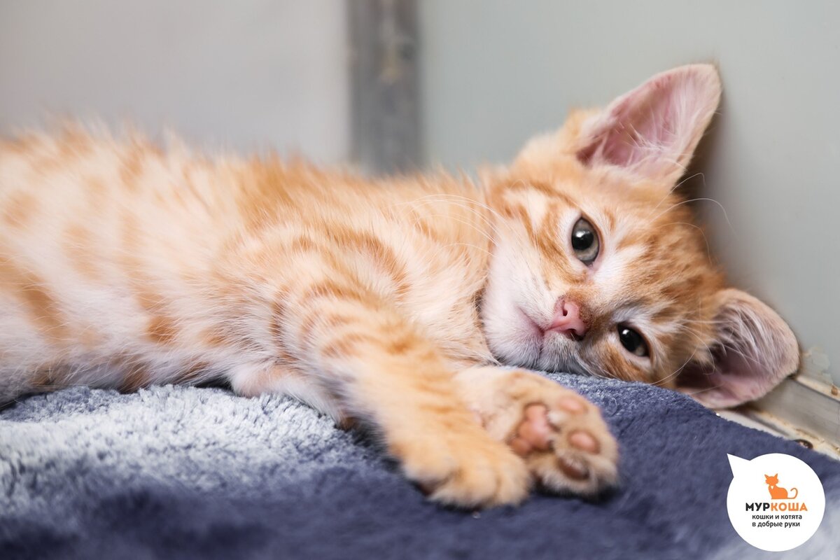 Котенок Лео, 2 месяца