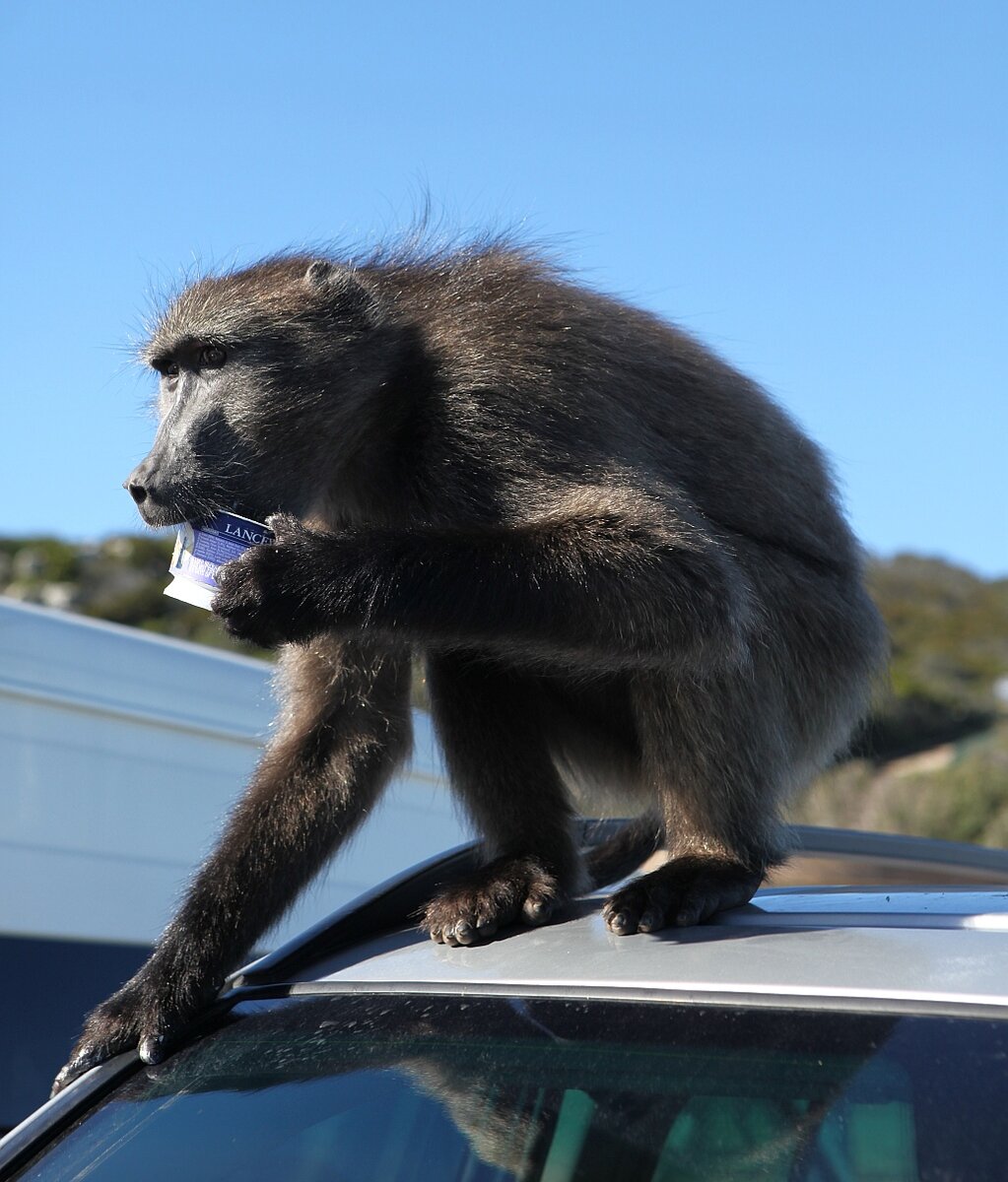 С ними ни на минуту нельзя расслабляться. Они мастерски воруют все что плохо лежит или висит. Жертвами становятся не только туристы. К примеру эта банка была у рационе местного рейнджера.