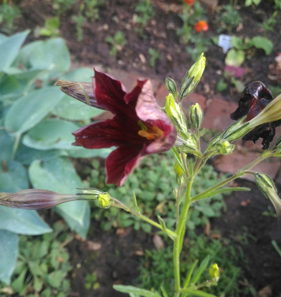 Цветки постоянно кажутся полураскрытыми.