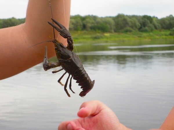 Раки клевали на тесто гораздо активней карася