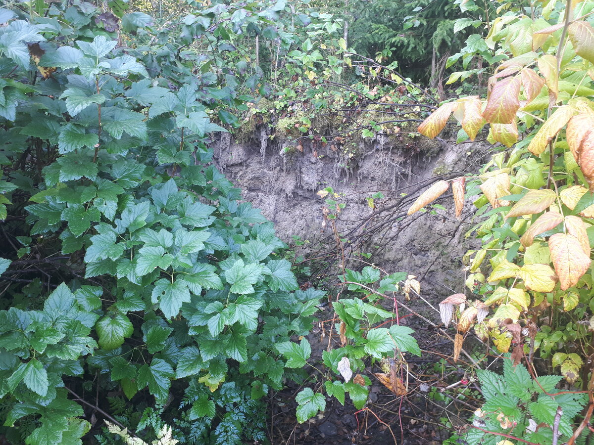 Сейчас тут всё уже заросло, но когда листвы нет виден не слабый забой, где я брал грунт для плотины!