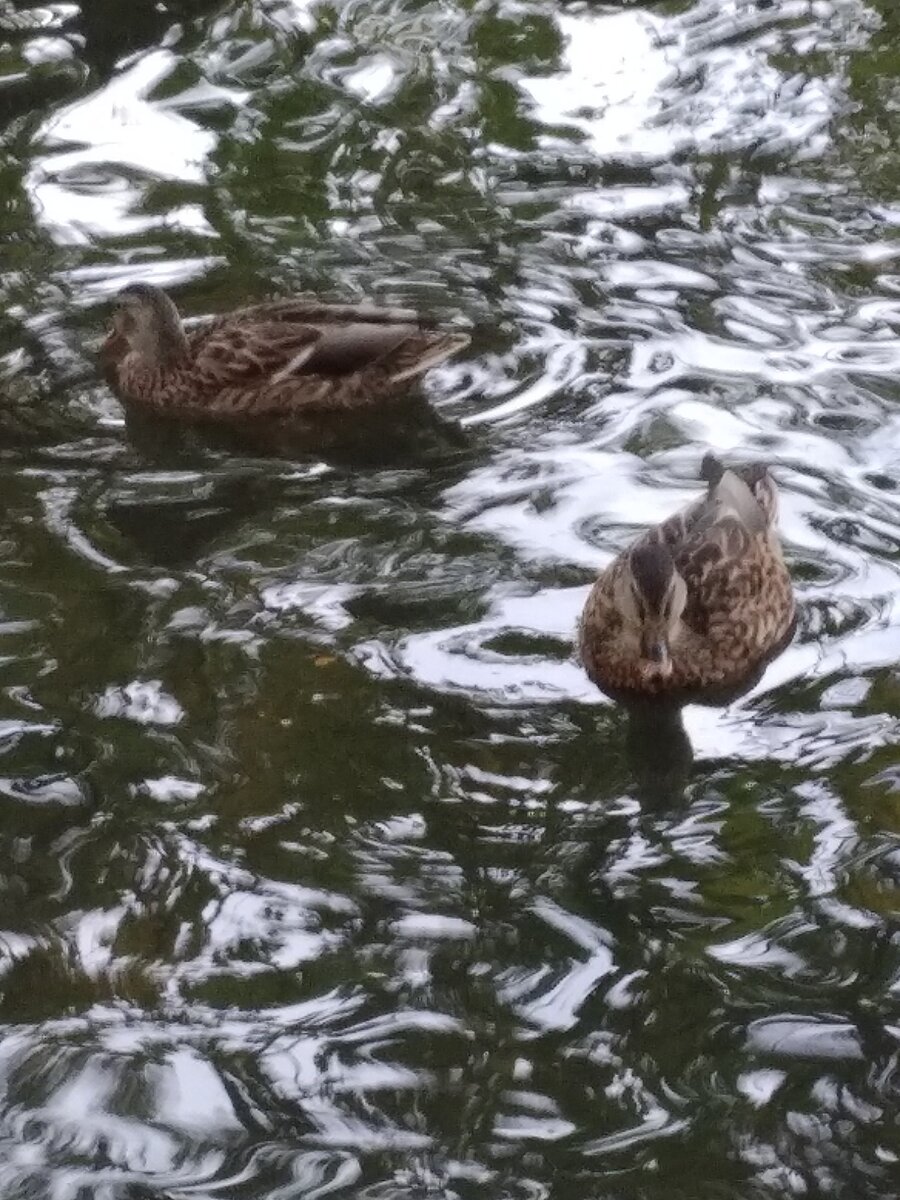 Утки. Спокойствие и деньги совместимы!