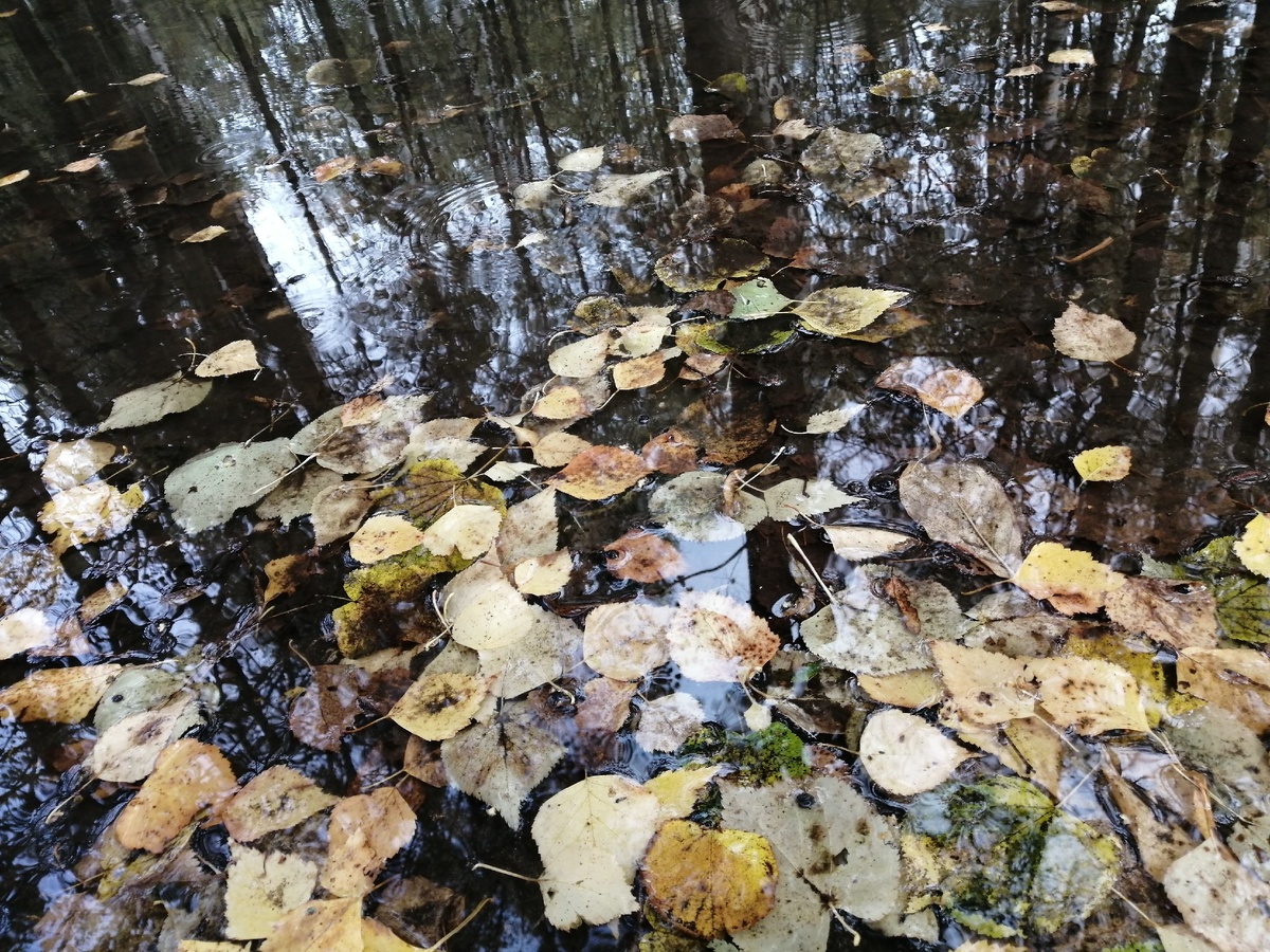 Осень по своему прекрасна😊