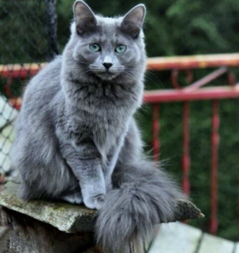 русская голубая кошка пушистая