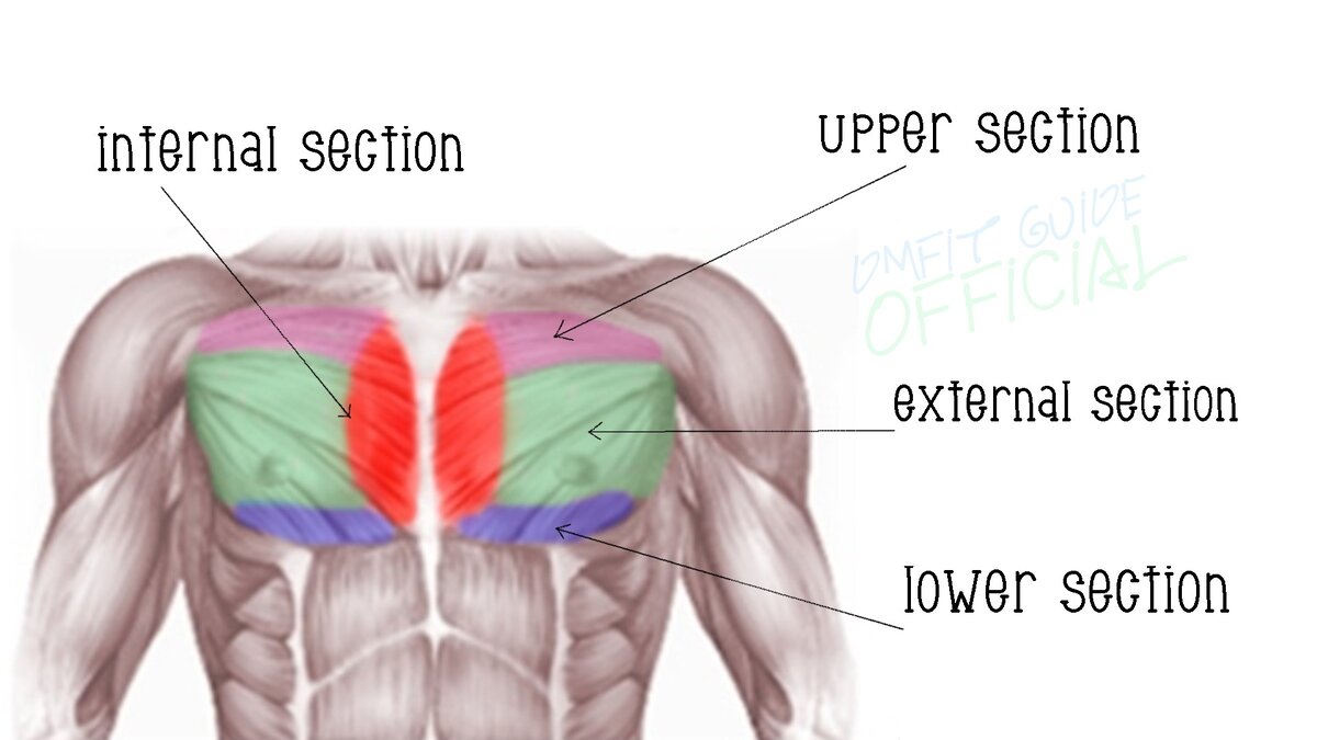 Зеленым цветом обозначен внешний отдел; красным - внутренний; синим - нижний, розовым - верхний.