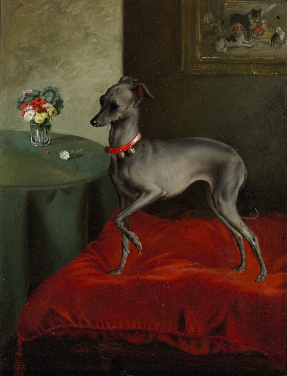 English School, 19th century – An Italian Greyhound on a Red Cushion – oil on paperboard