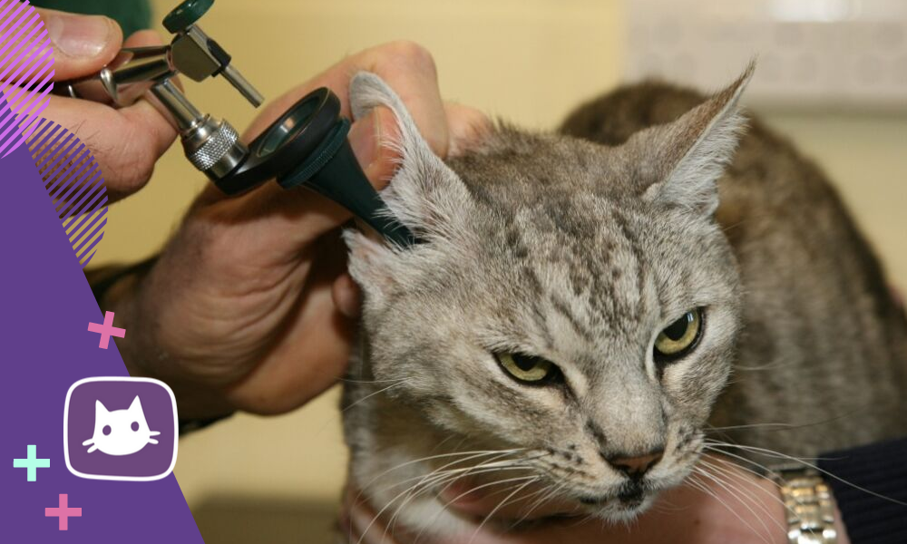 Ушной клещ у кошки: его симптомы и лечение