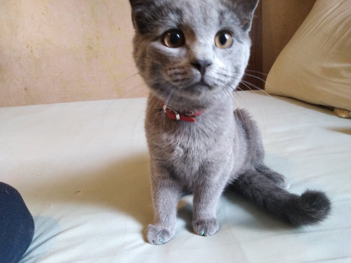 Китя. Китя кошка. Китя б. Китю покажи кота Китю. Кто такая Китя это кошка?