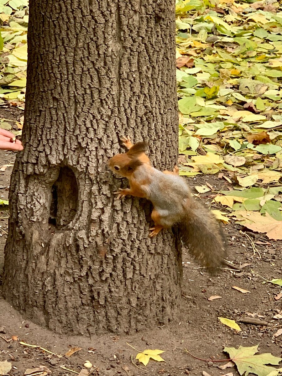 Белка обыкновенная, полузимняя. Фото автора