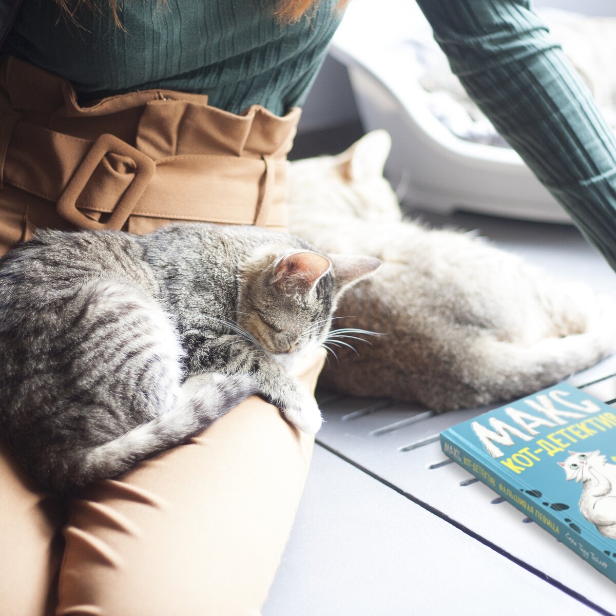 мой кот макс. коте макс. безумный макс кот. книга макс кот детектив. котик макс.