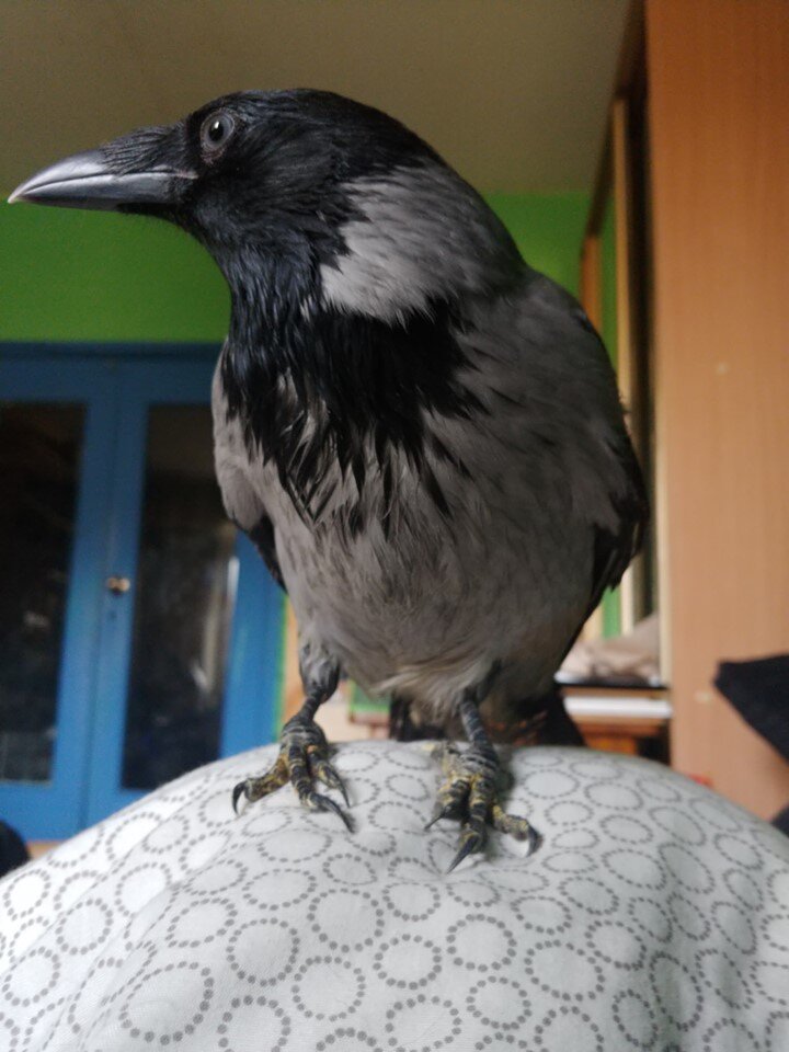 Ворона Соня обросла и сидит в постели