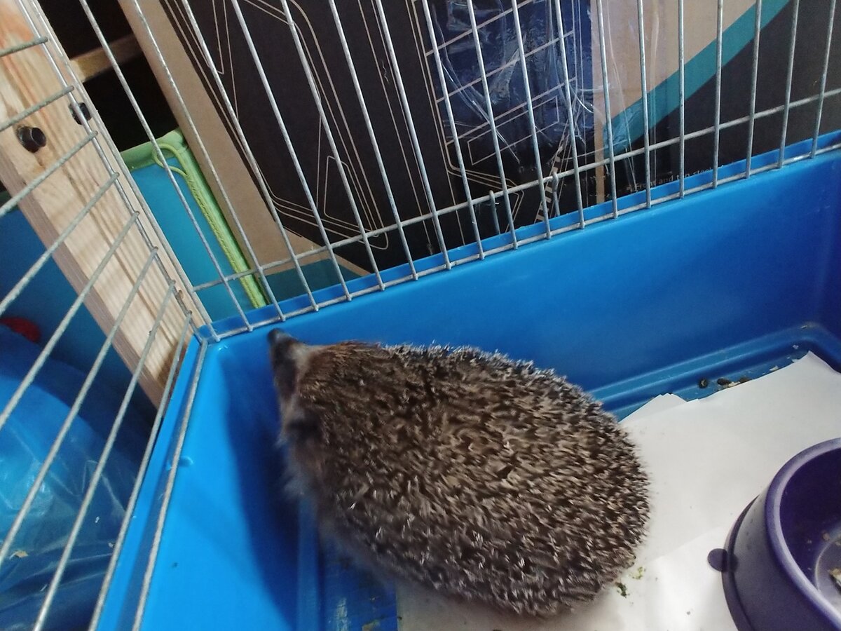 Ежиха Александра, которую боится ворона Соня